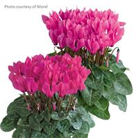 Metis Rose Shades Cyclamen