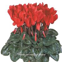 Metis Bright Red Compact Cyclamen