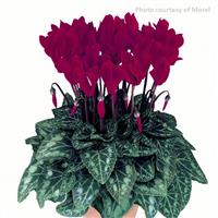 Metis Deep Magenta Cyclamen