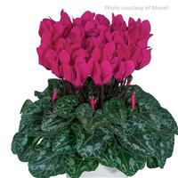 Metis Deep Rose Cyclamen