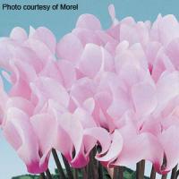 Metis Light Pink Eye Cyclamen