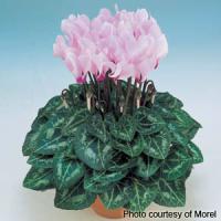 Metis Light Pink Eye Cyclamen