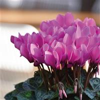 Metis Light Rose Cyclamen