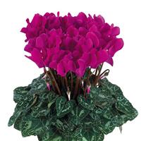 Metis Bright Purple Cyclamen