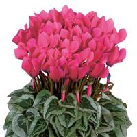Metis Deep Rose Silverleaf Cyclamen