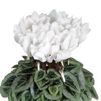 Metis Pure White Silverleaf Cyclamen