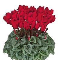 Metis Scarlet Red Silverleaf Cyclamen