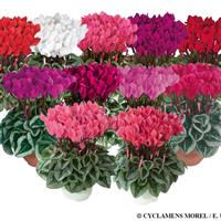 Metis Silverleaf Mix Cyclamen