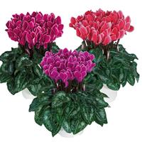 Metis Edge Mix Cyclamen