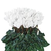 Metis Chantilly White Cyclamen