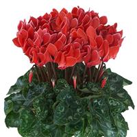 Metis Coral Edge Cyclamen