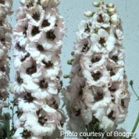 Delphinium Magic Fountains White Dark Bee