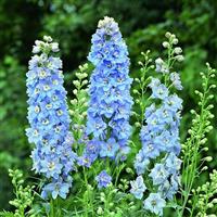 Delphinium Magic Fountains Sky Blue White Bee