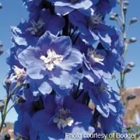 Delphinium Magic Fountains Mid Blue White Bee