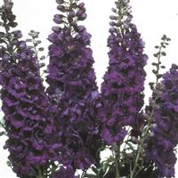 Delphinium Magic Fountains Dark Blue Dark Bee