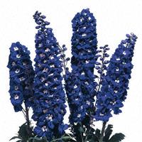 Delphinium Magic Fountains Dark Blue White Bee