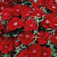 Diana Crimson Dianthus