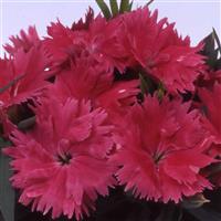 Diana Salmon Dianthus