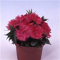 Diana Salmon Dianthus