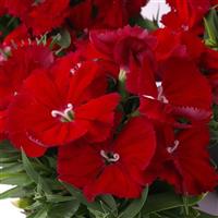 Diana Scarlet Dianthus