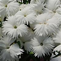 Diana White Dianthus