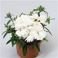 Diana White Dianthus
