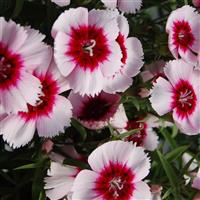 Diana White Purple Eye Dianthus