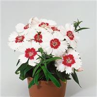 Diana White Red Eye Dianthus