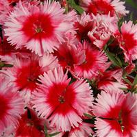 Diana Scarlet Picotee Dianthus