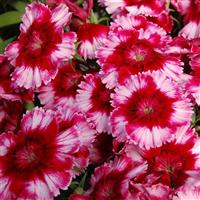 Diana Crimson Picotee Dianthus