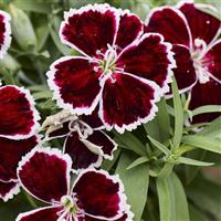 Diana Crimson Bicolor Dianthus
