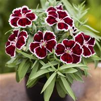 Diana Crimson Bicolor Dianthus