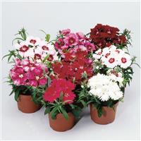 Diana Formula Mix Dianthus