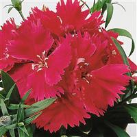 Diana Rose Shades Dianthus