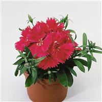 Diana Rose Shades Dianthus