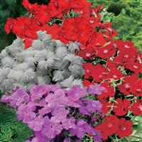 Diana Select Mix Dianthus