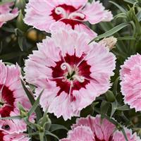 Diana Radiant Scarlet Dianthus