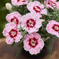 Diana Radiant Scarlet Dianthus