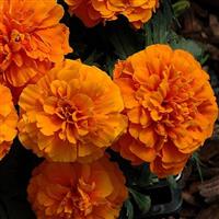 Chica Orange French Marigold