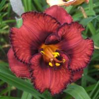 Hemerocallis Berrylicious