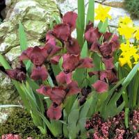 Iris pumila Cherry Garden