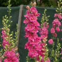 QIS Rose Larkspur