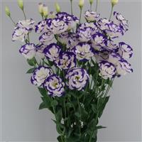 Megalo 2 Blue Picotee Lisianthus
