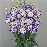 Megalo 3 Blue Picotee Lisianthus