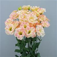 Megalo 2 Champagne Lisianthus