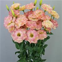 Megalo 2 Deep Orange Lisianthus