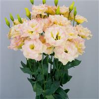 Megalo 2 Navel Lisianthus