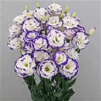 Megalo 3 Blue Picotee Max Lisianthus