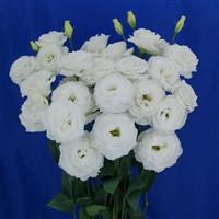 Megalo 3 Mega White Lisianthus