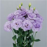 Megalo 3 Orchid Lisianthus